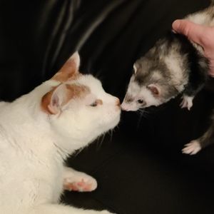 Meet your Posher, Allison